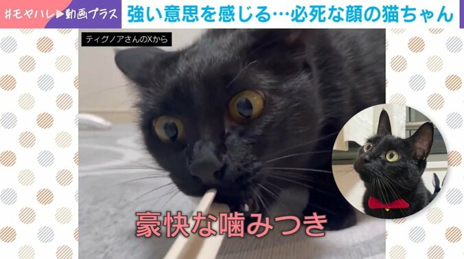 猫のノアールちゃん