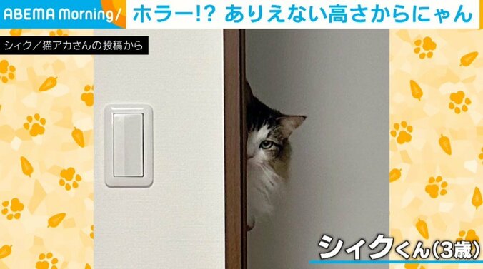 壁からチラッとのぞく猫 “ありえない高さ” から顔を出す姿に「ホラーだw」「どういう体勢なのか気になる」と驚きの声 1枚目