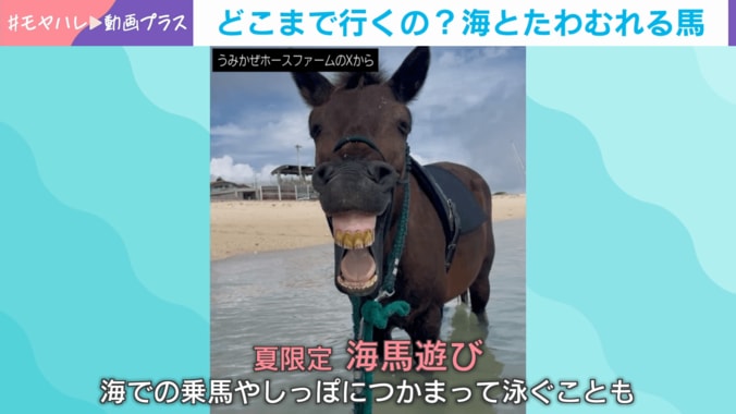 「ヨナグニウマ」のシュウカちゃん