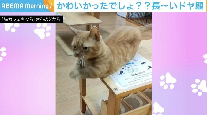 モカちゃん（12歳）