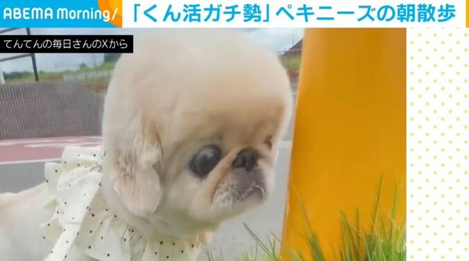 ペキニーズのてんてんくん