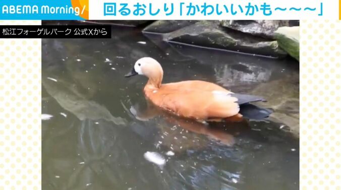 アカツクシガモ