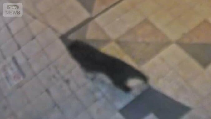 宇都宮中心部でクマ目撃情報相次ぐ　商店街駆け抜ける姿が防犯カメラに 1枚目