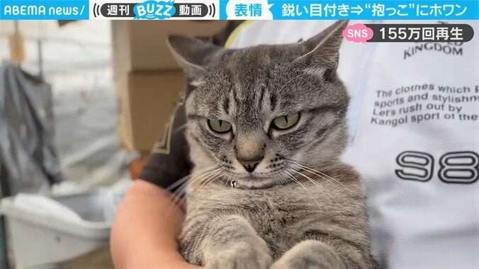 “キリリ”と鋭い眼光の猫が抱っこされていることに気づいて一変 「表情変わる瞬間が可愛い」と反響 1枚目