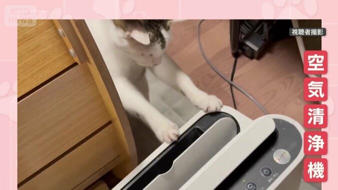 空気清浄機を見つめる