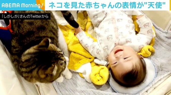 猫が視界に入ると赤ちゃんがぱあっと笑顔に 微笑ましい様子に「かわいい、なんてレベルじゃない！」 1枚目