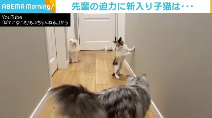 先輩の“貫禄”に子猫が立って後ずさり それを見守るもう1匹の構図に「ツボるw」の声 1枚目