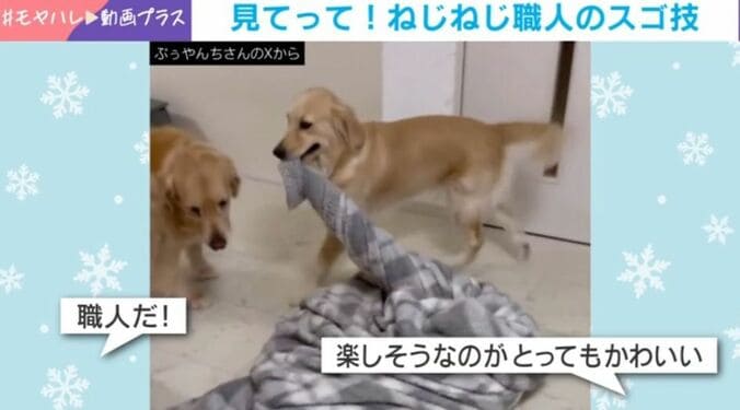 ゴールデンレトリバーのななちゃん