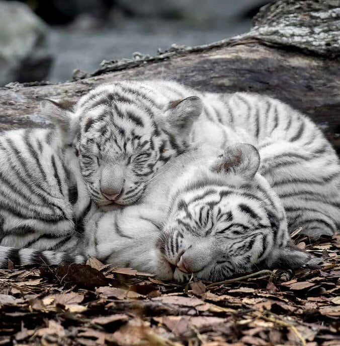 ホワイトタイガーの写真集『とらのこ』の発売即重版が決定 「癒される」「尊くて泣けてくる」と話題 5枚目