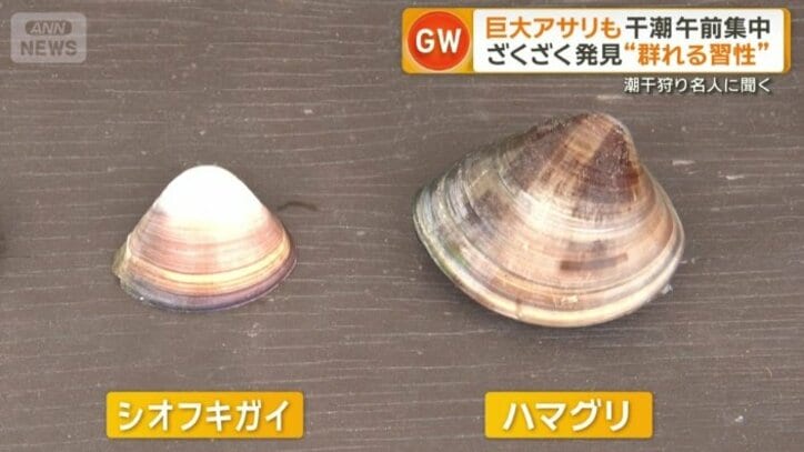 アサリ以外にも高級食材ハマグリやシオフキガイも