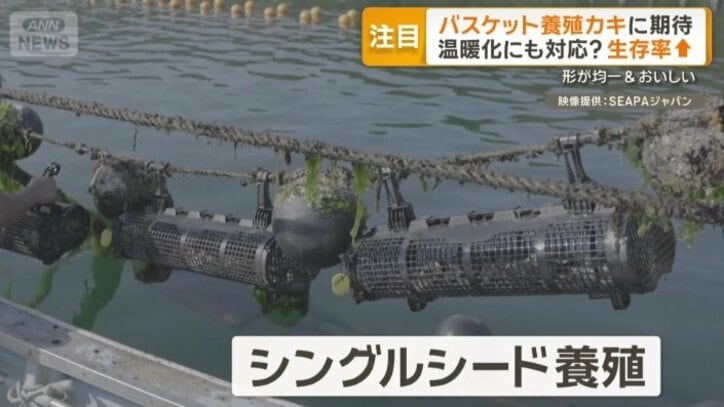 シングルシード養殖