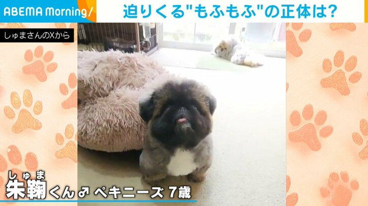 ペキニーズ・朱鞠くん（7歳）