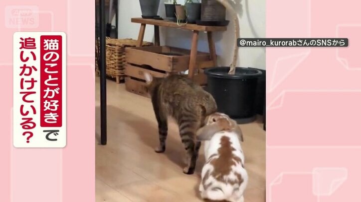 猫が好きで追いかけてる？