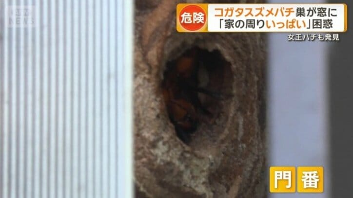 巣の入り口