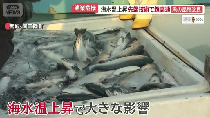海水温上昇で大きな影響