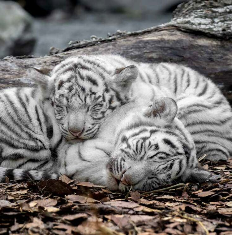 写真・画像】＜※猛獣です＞ホワイトタイガーの写真集『とらのこ』が