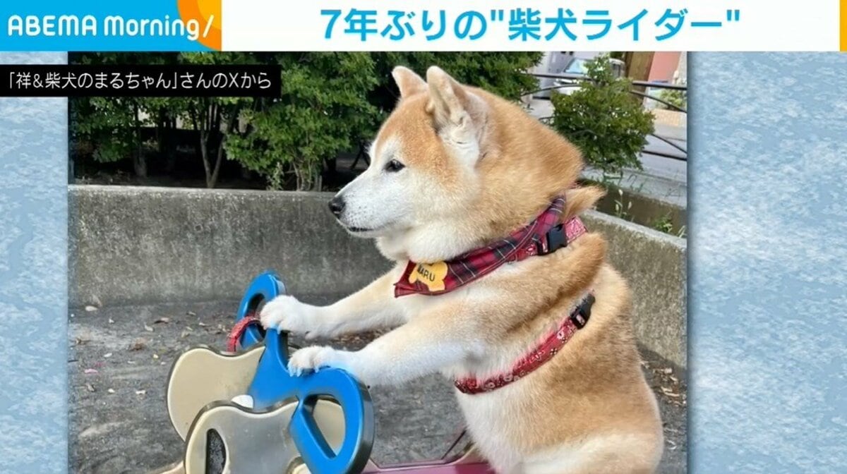 まるでベテランの風格！柴犬が数年ぶりに“バイク”に乗った姿に