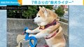 まるでベテランの風格!柴犬が数年ぶりに“バイク”に乗った姿に「飛ばしそうだね〜」「ブイブイいわしてるねえ〜」と反響続々