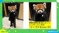 「りんご一緒にたべる？」レッサーパンダの可愛らしい姿がTwitterで話題 事務員「特徴をよく捉えられている」