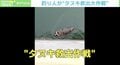 溺れたタヌキを釣り人が発見「目の前で沈んじゃうんじゃないかって…」決死の救出劇