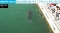 釜山の水路に迷いサメ 「ブカンイ」が大人気に