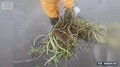 「地球上最悪の侵略的植物」大雨の影響も…東京で繁殖