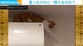 子猫がエアコンの上をウロウロ… 登ったものの降りられない様子に飼い主「これに懲りて登らなくなると」