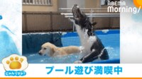 【映像】「プール遊びもそれぞれ…」対照的な楽しみ方をする2匹の犬
