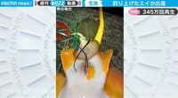 釣り上げたエイが続々と出産…「これは貴重映像」「感動モノ」と話題 【ABEMA TIMES】