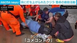 海岸に打ち上げられたクジラ11頭が…生き残ったのは海水をかけ海へ戻す懸命の救助活動 台湾