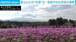 富士山との“共演”も…色鮮やかな芝桜が満開
