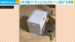 “一人遊び”を考案した猫 グルグル回る愛くるしい姿に魅了される人続出