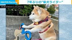 まるでベテランの風格！柴犬が数年ぶりに“バイク”に乗った姿に「飛ばしそうだね〜」「ブイブイいわしてるねえ〜」と反響続々