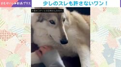 「違う、そうじゃない」飼い主がワンコをモフモフ→シビアに“修正”する姿に反響「あら可愛い」「やめれ」「でも優しい」