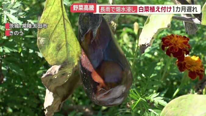 変色したものも