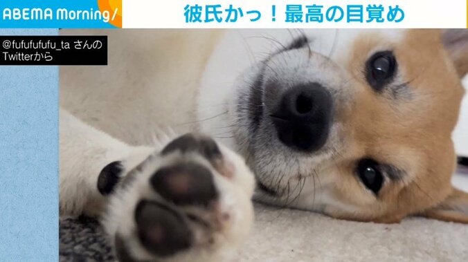 飼い主もメロメロ！“スパダリムーブ”で目覚めを待つ柴犬に「なんて幸せな目覚め」と反響 1枚目