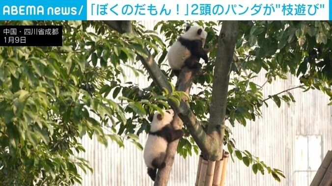 木によじ登るパンダ