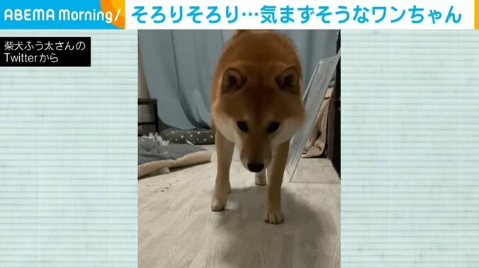 後ろにはクッションから飛び出た綿…名前を呼ばれ“そろりそろり”と歩み寄る柴犬に反響 1枚目