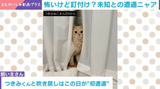 猫のつきみくん