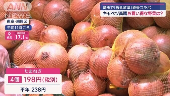 タマネギは今がチャンス