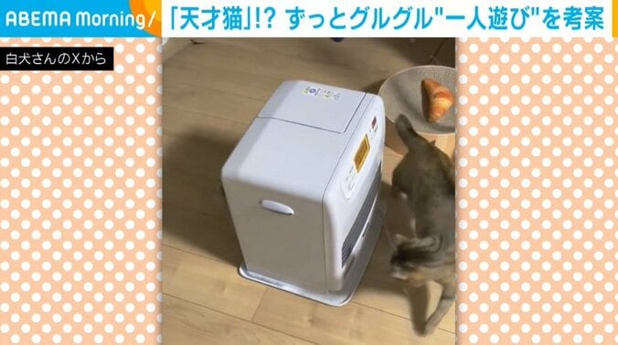 猫のにこちゃん（2歳）