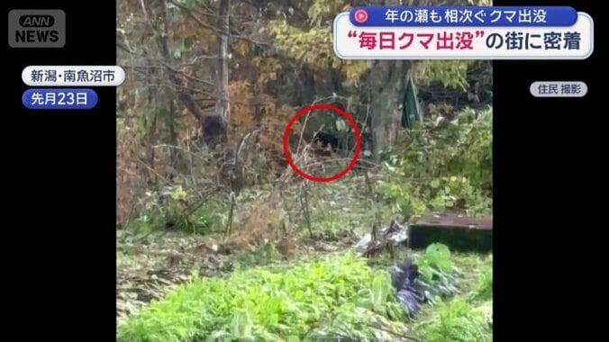 茂みに潜む子グマ