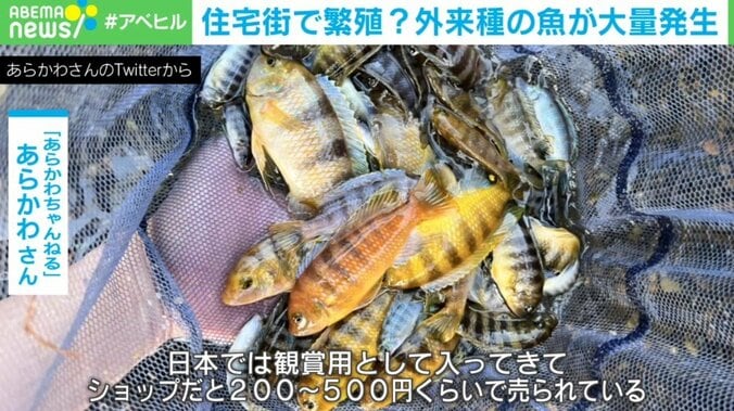 誰かが水路に放した? アフリカ“熱帯魚”が住宅街で大量発生…外来種問題に専門家警鐘 1枚目