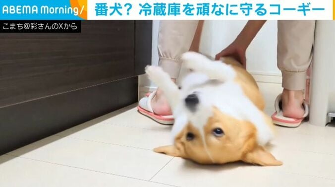 コーギーのこまちちゃん