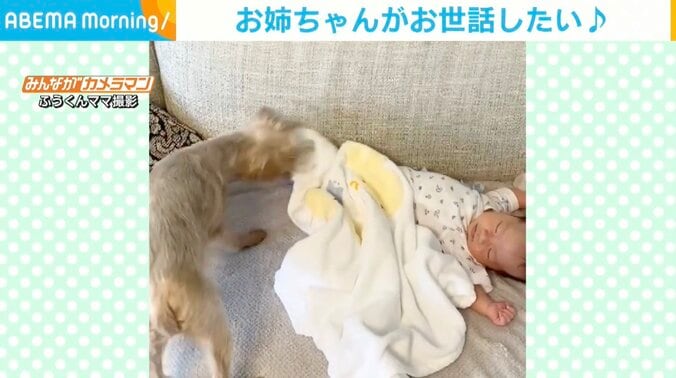 睡眠中の赤ちゃんを気遣う犬 布団をかけてあげる姿にほっこり「優しい」「感動」と反響 1枚目