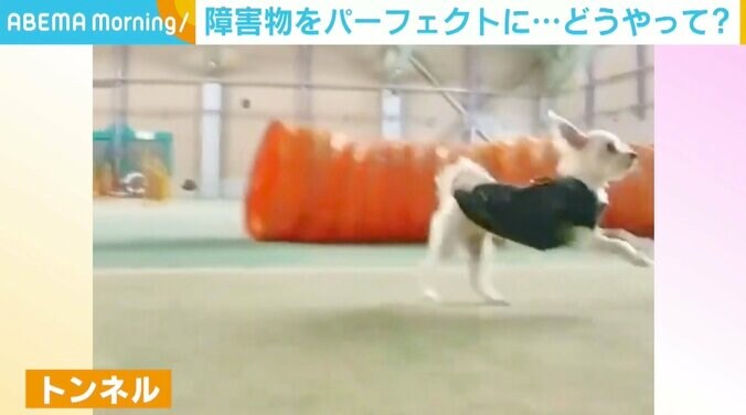 障害物がもはや背景に…“全無視”で疾走する犬に反響 「楽しそう」 1枚目