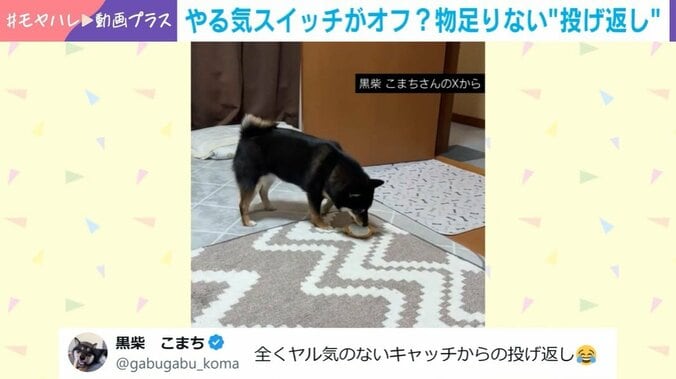 黒柴