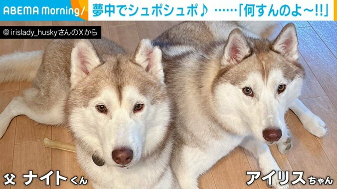 シベリアンハスキーのアイリスちゃんとナイトくん