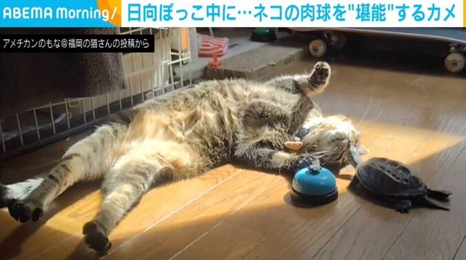 カメの軍曹くんとネコの小雪ちゃん