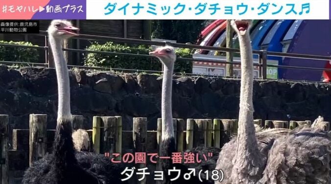 ダチョウ